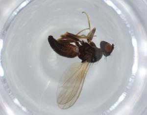  ( - BIOUG63271-G11)  @11 [ ] CreativeCommons - Attribution (2020) Centre for Biodiversity Genomics Centre for Biodiversity Genomics