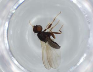  ( - BIOUG63273-F06)  @11 [ ] CreativeCommons - Attribution (2020) Centre for Biodiversity Genomics Centre for Biodiversity Genomics