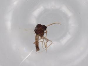  ( - BIOUG63361-F11)  @11 [ ] CreativeCommons - Attribution (2020) Centre for Biodiversity Genomics Centre for Biodiversity Genomics