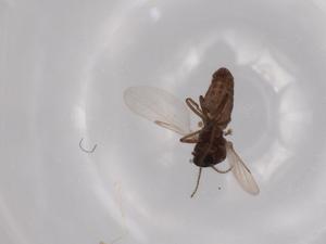  ( - BIOUG63367-G05)  @11 [ ] CreativeCommons - Attribution (2020) Centre for Biodiversity Genomics Centre for Biodiversity Genomics