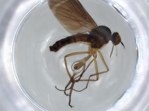  (Rhamphomyia sciarina - BIOUG63436-H11)  @11 [ ] CreativeCommons - Attribution (2020) Centre for Biodiversity Genomics Centre for Biodiversity Genomics