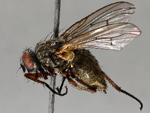  ( - BIOUG70332-F10)  @11 [ ] CreativeCommons - Attribution (2021) CBG Photography Group Centre for Biodiversity Genomics