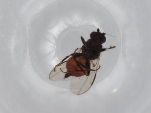  ( - BIOUG70673-F06)  @11 [ ] CreativeCommons - Attribution (2021) Centre for Biodiversity Genomics Centre for Biodiversity Genomics