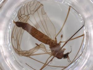  ( - BIOUG70800-D03)  @11 [ ] CreativeCommons - Attribution (2021) Centre for Biodiversity Genomics Centre for Biodiversity Genomics