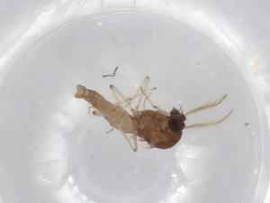  ( - BIOUG71309-C02)  @11 [ ] CreativeCommons - Attribution (2021) Centre for Biodiversity Genomics Centre for Biodiversity Genomics