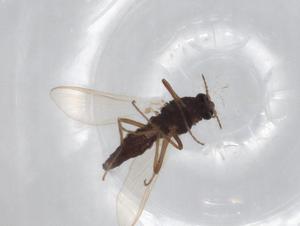  ( - BIOUG71309-D11)  @11 [ ] CreativeCommons - Attribution (2021) Centre for Biodiversity Genomics Centre for Biodiversity Genomics