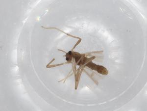  ( - BIOUG71311-D01)  @11 [ ] CreativeCommons - Attribution (2021) Centre for Biodiversity Genomics Centre for Biodiversity Genomics