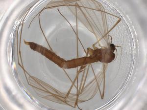  ( - BIOUG71604-A01)  @11 [ ] CreativeCommons - Attribution (2021) Centre for Biodiversity Genomics Centre for Biodiversity Genomics