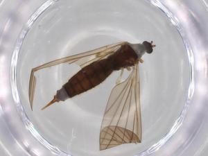  ( - BIOUG71614-F10)  @11 [ ] CreativeCommons - Attribution (2021) Centre for Biodiversity Genomics Centre for Biodiversity Genomics