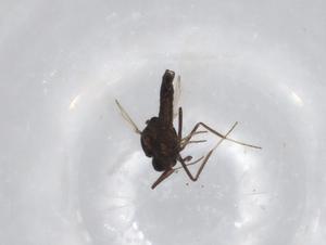  ( - BIOUG71690-D04)  @11 [ ] CreativeCommons - Attribution (2021) Centre for Biodiversity Genomics Centre for Biodiversity Genomics