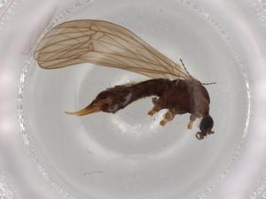  ( - BIOUG72114-D08)  @11 [ ] CreativeCommons - Attribution (2021) Centre for Biodiversity Genomics Centre for Biodiversity Genomics