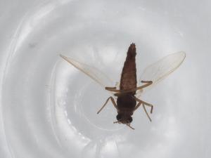  ( - BIOUG72121-A09)  @11 [ ] CreativeCommons - Attribution (2021) Centre for Biodiversity Genomics Centre for Biodiversity Genomics