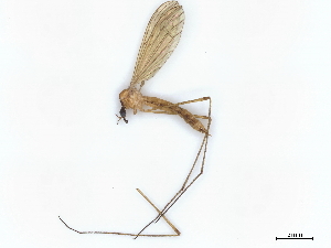  ( - BIOUG72933-G10)  @11 [ ] CreativeCommons - Attribution (2021) CBG Photography Group Centre for Biodiversity Genomics