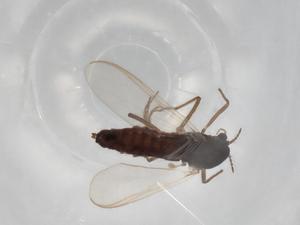  ( - BIOUG73220-C12)  @11 [ ] CreativeCommons - Attribution (2021) Centre for Biodiversity Genomics Centre for Biodiversity Genomics