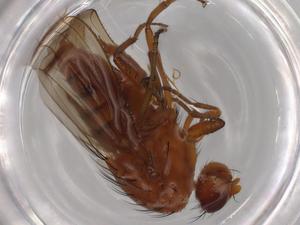  ( - BIOUG73220-H03)  @11 [ ] CreativeCommons - Attribution (2021) Centre for Biodiversity Genomics Centre for Biodiversity Genomics