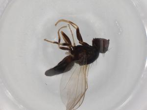  ( - BIOUG73226-F04)  @11 [ ] CreativeCommons - Attribution (2021) Centre for Biodiversity Genomics Centre for Biodiversity Genomics