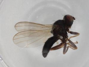  ( - BIOUG73226-G12)  @11 [ ] CreativeCommons - Attribution (2021) Centre for Biodiversity Genomics Centre for Biodiversity Genomics