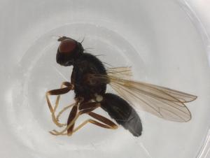  ( - BIOUG73227-C12)  @11 [ ] CreativeCommons - Attribution (2021) Centre for Biodiversity Genomics Centre for Biodiversity Genomics