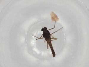  ( - BIOUG73262-B03)  @11 [ ] CreativeCommons - Attribution (2021) Centre for Biodiversity Genomics Centre for Biodiversity Genomics