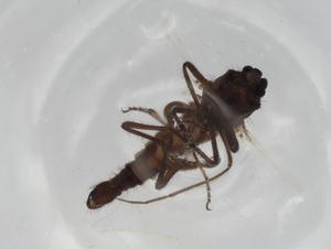  ( - BIOUG73278-E12)  @11 [ ] CreativeCommons - Attribution (2021) Centre for Biodiversity Genomics Centre for Biodiversity Genomics