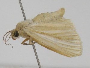  ( - ww03093)  @13 [ ] CreativeCommons - Attribution Non-Commercial (2015) Andrew Mitchell Australian Museum