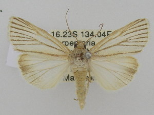  ( - ww03094)  @13 [ ] CreativeCommons - Attribution Non-Commercial (2015) Andrew Mitchell Australian Museum