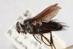  (Atlantomyia nitida - NHMUK014588845)  @11 [ ] CreativeCommons  Attribution (by)  Trustees of the Natural History Museum, London Natural History Museum, London