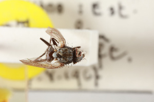  (Limnophora helenae - NHMUK014588849)  @11 [ ] CreativeCommons  Attribution (by)  Trustees of the Natural History Museum, London Natural History Museum, London
