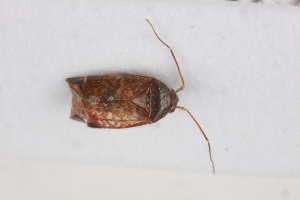  (Neisopsallus vinaceus - NHMUK014666320)  @11 [ ] CreativeCommons  Attribution (by)  Trustees of the Natural History Museum, London Natural History Museum, London