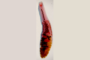  (Haematoloechus meridionalis - MXHEL017)  @11 [ ] Copyright  Virginia León Unspecified