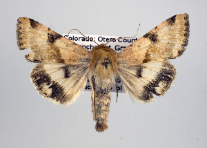 (Heliothis phloxiphaga - USNM ENT 00148044.1)  @15 [ ] No Rights Reserved  Unspecified Unspecified