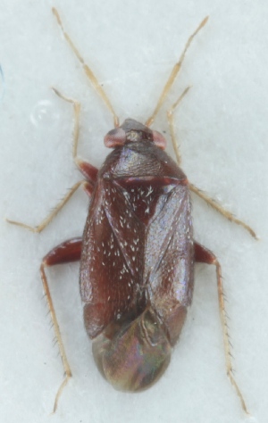  (Phoenicocoris modestus - TR00586)  @13 [ ] CreativeCommons - Attribution Non-Commercial (2015) Marko Mutanen University of Oulu
