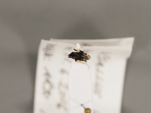  ( - ZMUO.029182)  @11 [ ] CreativeCommons - Attribution Non-Commercial (2018) Marko Mutanen University of Oulu