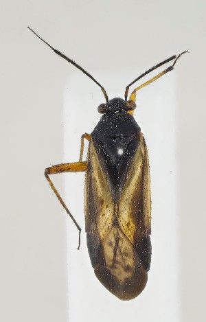  ( - ZMUO.040950)  @11 [ ] by-nc (2020) Sami Haapala University of Oulu