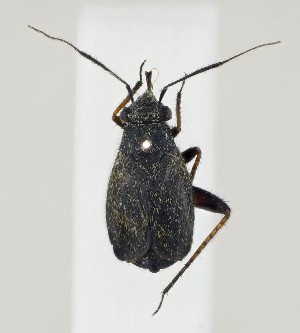  ( - ZMUO.040952)  @11 [ ] by-nc (2020) Sami Haapala University of Oulu