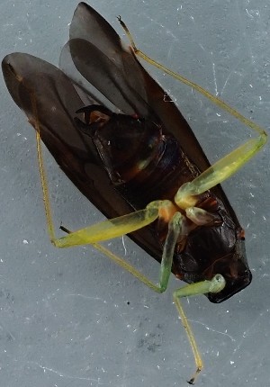  ( - ZMUO.079034)  @11 [ ] by-nc (2023) Marko Mutanen University of Oulu