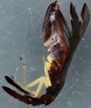  ( - ZMUO.079035)  @11 [ ] by-nc (2023) Marko Mutanen University of Oulu