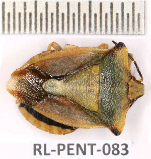  ( - RL-PENT-083)  @11 [ ] Copyright (2020) Roland Lupoli Unspecified
