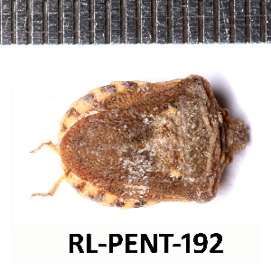  (Leprosoma inconspicuum - RL-PENT-192)  @11 [ ] CC-by (2025) Roland Lupoli Research collection of Roland Lupoli