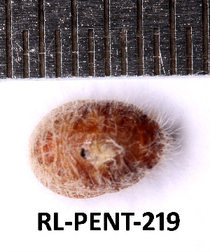  ( - RL-PENT-219)  @11 [ ] CC-by (2025) Roland Lupoli Research collection of Roland Lupoli