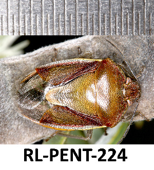  (Piezodorus punctipes - RL-PENT-224)  @11 [ ] CC-by (2025) Roland Lupoli Research collection of Roland Lupoli
