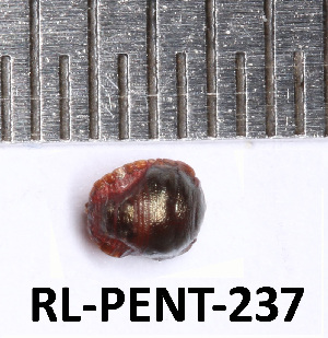  ( - RL-PENT-237)  @11 [ ] CC-by (2025) Roland Lupoli Research collection of Roland Lupoli