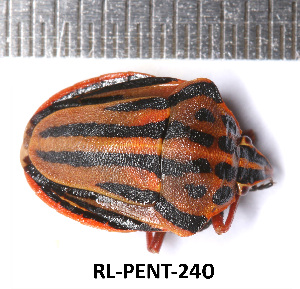  ( - RL-PENT-240)  @11 [ ] CC-by (2025) Roland Lupoli Research collection of Roland Lupoli
