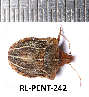  (Sternodontus - RL-PENT-242)  @11 [ ] CC-by (2025) Roland Lupoli Research collection of Roland Lupoli