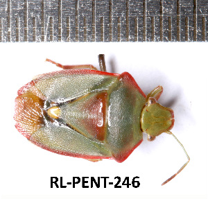  (Brachynema - RL-PENT-246)  @11 [ ] CC-by (2025) Roland Lupoli Research collection of Roland Lupoli