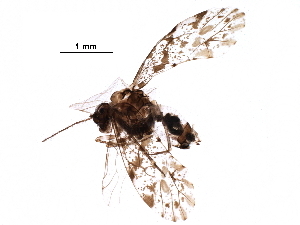  ( - BIOUG02655-C04)  @14 [ ] CreativeCommons - Attribution (2016) CBG Photography Group Centre for Biodiversity Genomics