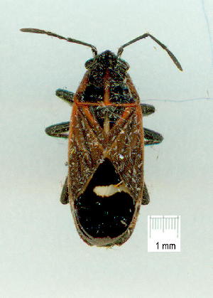  (Aspilocoryphus australicus - gvc9713-1L)  @12 [ ] Copyright (2004) Graeme V. Cocks Unspecified