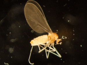  (Pseudasphondylia - PNGY0095)  @11 [ ] by-nc-sa (2023) P.T. Butterill Biology Centre CAS