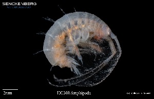  ( - HG_300)  @11 [ ] (by-nc-sa) (2024) Saskia Brix Senckenberg am Meer Hamburg, Department German Centre for Marine Biodiversity Research