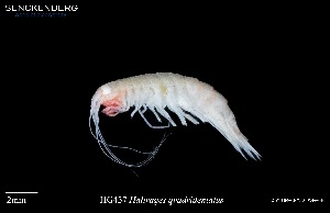  ( - HG_437)  @11 [ ] (by-nc-sa) (2024) Saskia Brix Senckenberg am Meer Hamburg, Department German Centre for Marine Biodiversity Research
